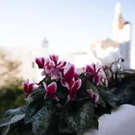 Terrazza Rossa Di Millo * Monopoli